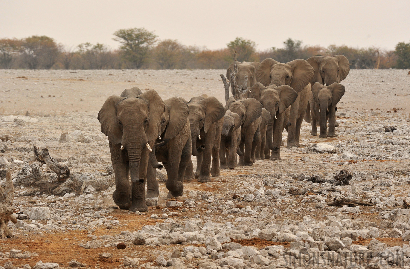 Loxodonta africana [400 mm, 1/400 Sek. bei f / 9.0, ISO 1000]